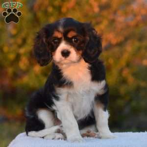 Betsy, Cavalier King Charles Spaniel Puppy